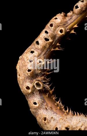 Un esempio di gall A Stelo di Bramble causato dal gall wasp Diastropus rubi. Il gall è visto qui dopo che il bramble è morto in inverno ed il gal Foto Stock