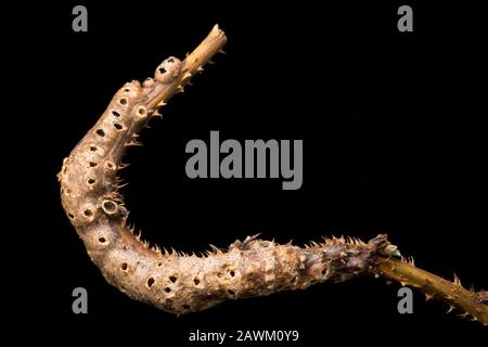 Un esempio di gall A Stelo di Bramble causato dal gall wasp Diastropus rubi. Il gall è visto qui dopo che il bramble è morto in inverno ed il gal Foto Stock