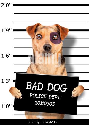 divertente piccolo cane nero occhio mugshot tenendo placard per l'identificazione presso la stazione di polizia Foto Stock