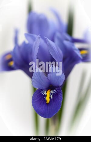 Singolo blu Iris fiore Foto Stock