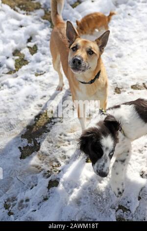 Due cani giocano nella neve. Foto Stock