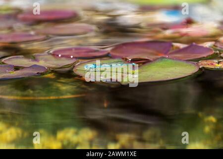 Primo piano di damselfly dalla coda blu seduto su giglio d'acqua a piscina naturale, giorno di sole Foto Stock