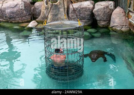 Immersione nella gabbia del padre e del figlio con un coccodrillo del Nilo al Cango Wildlife Ranch, Oudtshoorn, Capo Occidentale, Sud Africa Foto Stock