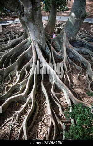 Albero Ficus gigante radici astratto, Marie Selby Botanical Gardens, Sarasota, Florida, USA, FS 14,26 MB 300ppi, giardino botanico formale, vista aerea Foto Stock