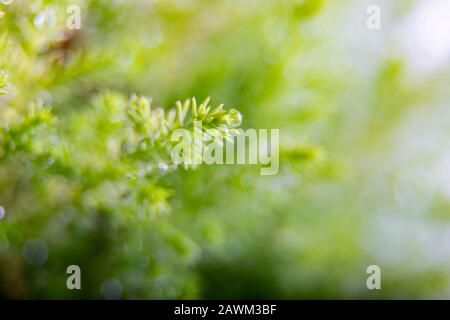 Closeup di cipresso di Lemon con gocce d'acqua ramo isolato su uno sfondo bianco Foto Stock