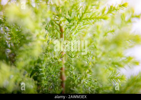 Closeup di cipresso di Lemon con gocce d'acqua ramo isolato su uno sfondo bianco Foto Stock