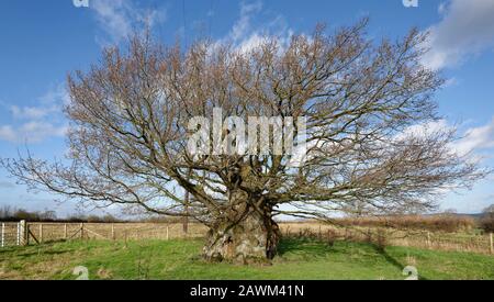 La Vecchia Quercia Elettrica, Wickwar. Pensato per essere 800 anni Pedunculate (Inglese) Oak Tree - Quercus robur Foto Stock