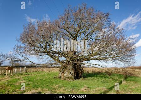 La Vecchia Quercia Elettrica, Wickwar. Pensato per essere 800 anni Pedunculate (Inglese) Oak Tree - Quercus robur Foto Stock