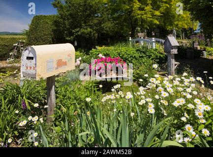 Vecchia cassetta postale in metallo con bordo bianco Bellis perennis - Daisy e viola Petunia fiori in cortile rustico giardino in tarda primavera Foto Stock