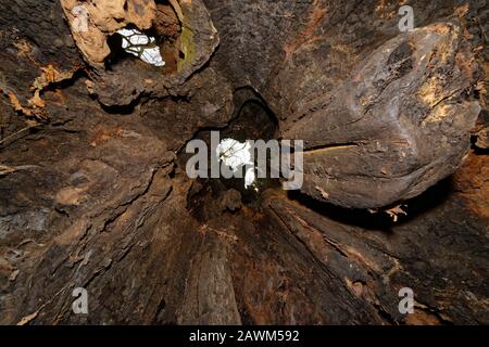 The Old Electric Oak, Wickwar Pedunculate (English) Oak Tree - Quercus robur Visualizza attraverso il tronco cavo Foto Stock