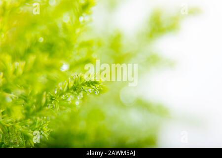 Closeup di cipresso di Lemon con gocce d'acqua ramo isolato su uno sfondo bianco Foto Stock