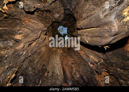 The Old Electric Oak, Wickwar Pedunculate (English) Oak Tree - Quercus robur Visualizza attraverso il tronco cavo Foto Stock