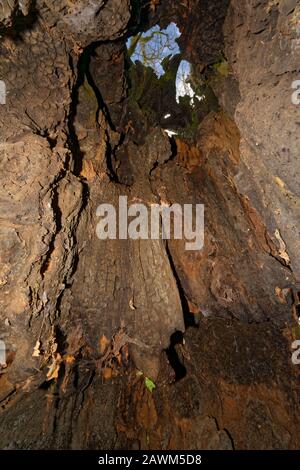 The Old Electric Oak, Wickwar Pedunculate (English) Oak Tree - Quercus robur Visualizza attraverso il tronco cavo Foto Stock