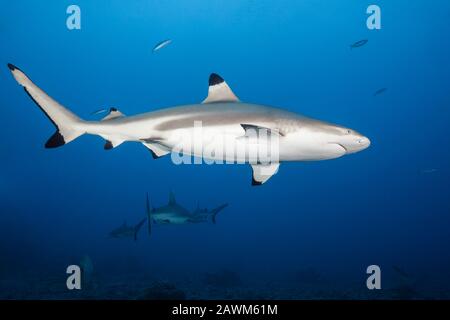 Blacktip Reef Shark, Carcharhinus Melanopterus, Tahiti, Polinesia Francese Foto Stock