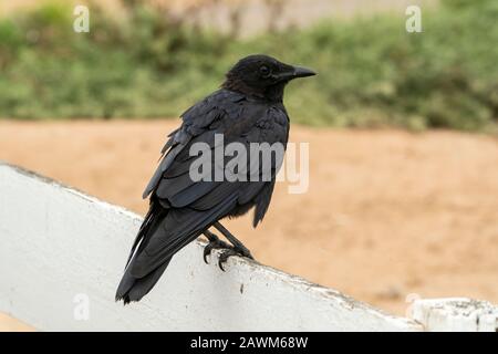 Australian Raven (Corvus Coronoides), Cairns, Queensland, Australia, 19 Dicembre 2019 Foto Stock