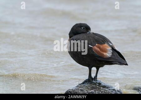 Australian Shelduck (Tadorna adornoides), adulto che si sputa con l'alta marea, Western Treatment Plant, Melbourne, Victoria, Australia 21 dicembre 2019 Foto Stock