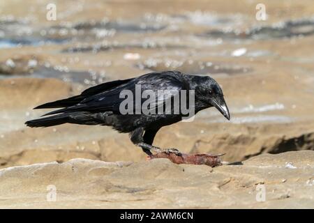 Raven australiano (Corvus coronoides), in spiaggia, Cairns, Queensland, Australia, 19 dicembre 2019 Foto Stock