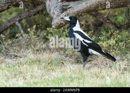 Australia Magpie (Gymnorhina tibinen), adulto in piedi su breve vegetazione, Queensland, Australia 18 dicembre 2019 Foto Stock