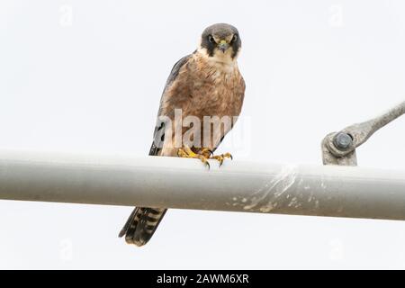 Australian Hobby (Falco longipennis), giovane uccello arroccato su lampione, Queensland, Australia, 15 dicembre 2019 Foto Stock