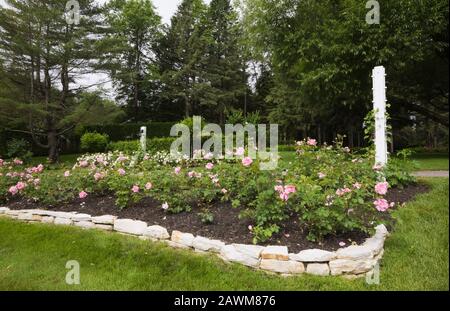 Rilievo bordo di pietra naturale piantato con rosa Rosa - Rosa cespugli nel giardino di campagna di fronte cortile in estate Foto Stock