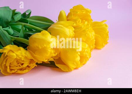 Bouquet di tulipani gialli per le vacanze. Giorno della donna, San Valentino, giorno del nome. Su sfondo rosa. Spazio di copia Foto Stock