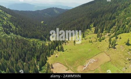 Volo aereo Drone sopra il bellissimo paesaggio di montagna. Pascoli verdi con pineta. Ovini pascolare su campo, terreni agricoli. Montagne Carpazi, Ucraina, Europa. Foto Stock