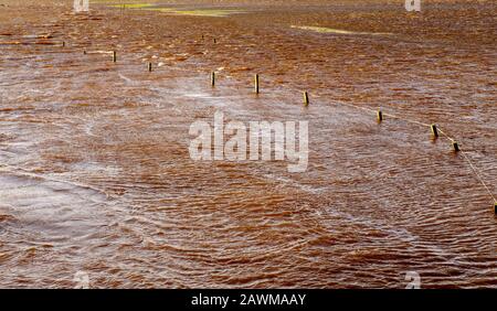 Tempesta Ciara fa sì che il fiume Medwin (un affluente del fiume Clyde) scoppiasse le sue banche nel Lanarkshire del sud, Scozia causando un'inondazione diffusa. Foto Stock