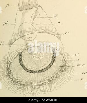 Mires de la Soci zoologique de France . [Em.S.Z.F. XXVI. 1813. VU. PI -TT:il!llvi*^ Foto Stock