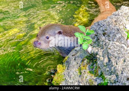 Dettaglio di un lontra in acqua vicino a una roccia in una giornata di sole Foto Stock