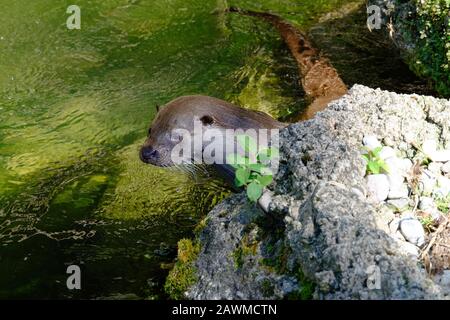 Dettaglio di un lontra in acqua vicino a una roccia in una giornata di sole Foto Stock