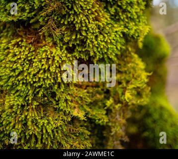 Green Moss Cresce Su Un Albero Visto In Closeup Foto Stock