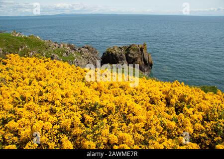 Gorge fiorite, Ulex europaeus, che cresce sulla costa di Dumfries e Galloway vicino al villaggio di Isola di Whithorn nel mese di giugno. Sud-ovest Scozia GB Foto Stock