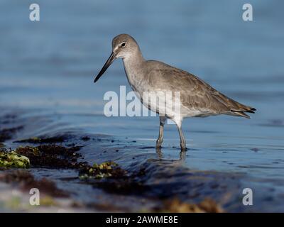 Willet, Catoptrophorus semipalmatus, Single Bird in Water, Baja California, Messico, gennaio 2020 Foto Stock