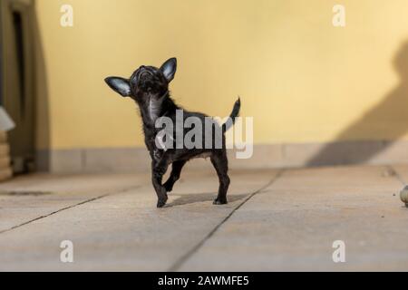 Adorabile piccolo cucciolo ChiPoo all'aperto , Chihuahua Poodle Mix Foto Stock