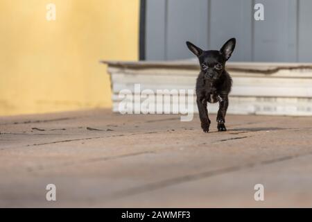 Adorabile piccolo cucciolo ChiPoo all'aperto , Chihuahua Poodle Mix Foto Stock