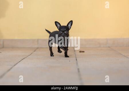 Adorabile piccolo cucciolo ChiPoo all'aperto , Chihuahua Poodle Mix Foto Stock