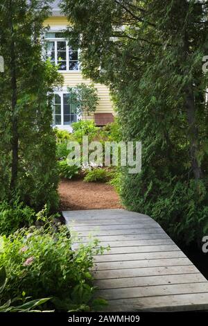 Passerella in legno dipinta di grigio che conduce al retro della casa gialla attraverso Thuja occidentalis - Cedro hedge arbour in giardino cortile all'inizio dell'estate. Foto Stock