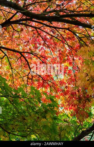 Acer, Westonbirt Arboretum, Gloucestershire, Enhgland, REGNO UNITO Foto Stock