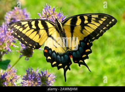 Primo piano di una tigre orientale Swallowtail farfalla alimentare sul nettare di fiori viola Issop. (Papilio glaucus) Foto Stock