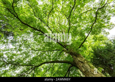 Indian Horse Chestnut, Aesculus Indica, Westonbirt Arboretum, Gloucestershire, Enhgland, Regno Unito Foto Stock