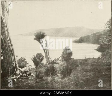 La geologia della suddivisione Coromandel, Hauraki, Auckland. TOREHINB, CHE MOSTRA GLI STRATI DELLA SERIE TOREHINE. Moehau Range, visto da Tawhetarangi. Geo. Boll X» ;.] [a faccia p. 56. PIASTRA XIX. Foto Stock