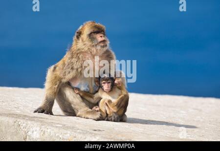 Barbary ape (scimmia), Macaca sylvanus, Gibilterra Foto Stock