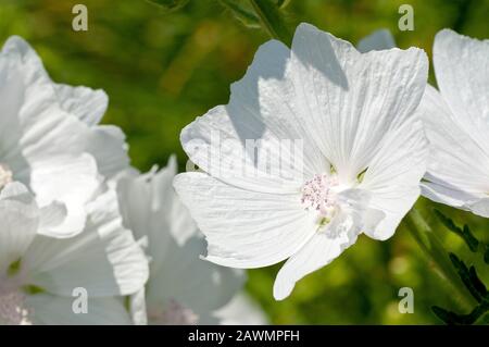 Muschio Mallow (mala moschata), primo piano di singola varietà bianca del fiore da molti. Foto Stock