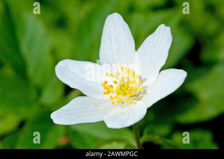 Legno Anemone (anemone nemorosa), noto anche come Windflower, vicino a un fiore solitario. Foto Stock