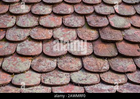 old shingle con lichens, vista ravvicinata Foto Stock