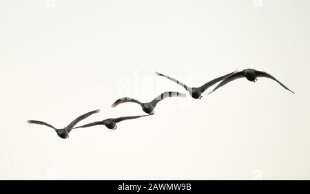 Gregge di oche rosa piombate (Anser brachyrhynchus) volando verso la telecamera con un cielo piano sullo sfondo. Foto Stock