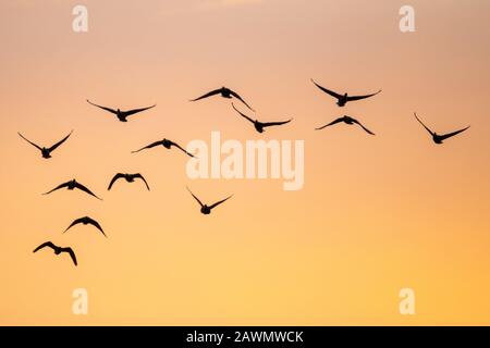 Branco di oche rosa (Anser brachyrhynchus) che volano verso la telecamera con un caldo cielo arancione/giallo sullo sfondo. Foto Stock