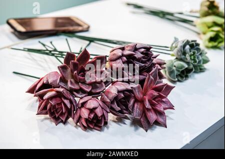 piante succulente di aeonio arboreum sono sul tavolo pronti a creare un bouquet da parte del fiorista. Messa a fuoco selettiva. Foto Stock