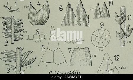 Flore analitique et descriptive des hépatiques de France et des contrées voisines . G. bicuspidata min Foto Stock