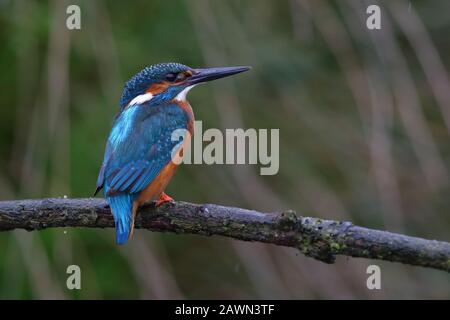 Eurasian Kingfisher Foto Stock